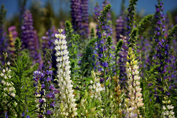 Blühende Lupinen in Neuseeland