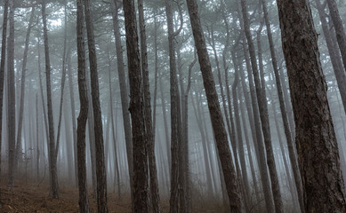 trees in misty forest