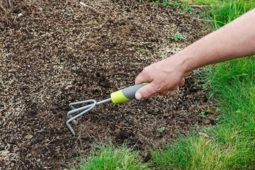Man rakes the seeds of grass in fresh soil.