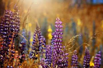 Obraz premium Blühende Lupinen in Neuseeland