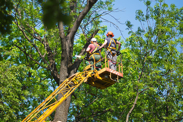 workers on a lift cut tree branches in a park