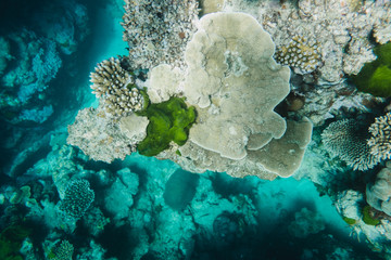 Great Barrier Reef, Australia: Healthy colourful coral reef with variety of different corals, clean...
