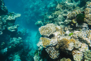 Naklejka na ściany i meble Great Barrier Reef, Australia: Healthy colourful coral reef with variety of different corals, clean ocean