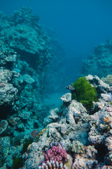 Fototapeta na wymiar Great Barrier Reef, Australia: Healthy colourful coral reef with variety of different corals, clean ocean