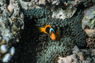 Fototapeta na wymiar Great barrier reef, Australia: close up of clown fish in the soft coral