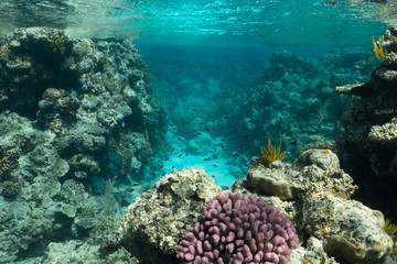 Naklejka na ściany i meble Great Barrier Reef, Australia: Healthy colourful coral reef with variety of different corals, clean ocean