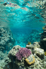 Great Barrier Reef, Australia: Healthy colourful coral reef with variety of different corals, clean ocean