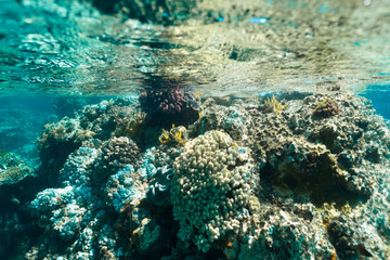 Great Barrier Reef, Australia: Healthy colourful coral reef with variety of different corals, clean ocean