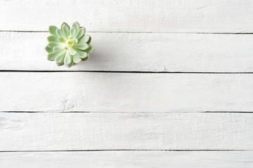 Small green succulent on white wooden background with copyspace. Top view - Powered by Adobe