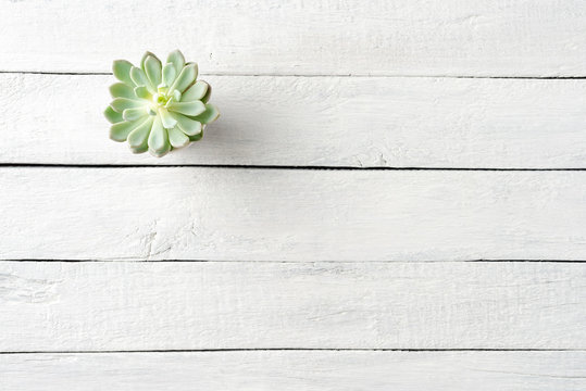Small green succulent on white wooden background with copyspace. Top view