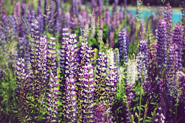 Blühende Lupinen in Neuseeland