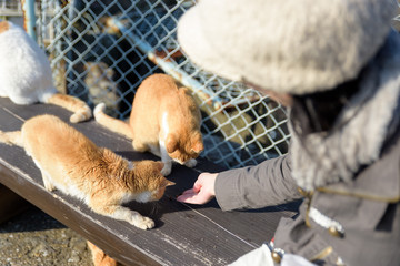 写真素材：女性、猫、餌やり、複数、二匹、かわいい、若い