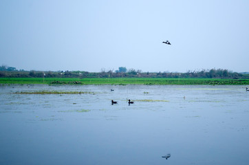 birds on the lake