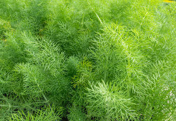 Fenchel (Foeniculum vulgare) in einer Gärtnerei, Bussolengo, Venetien, Italien Europa