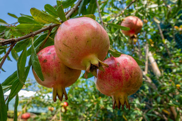Granatapfel (Punica granatum), Früchte wachsen am Baum, Bussolengo, Venetien, Italien