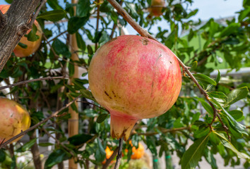 Granatapfel (Punica granatum), Früchte wachsen am Baum, Bussolengo, Venetien, Italien