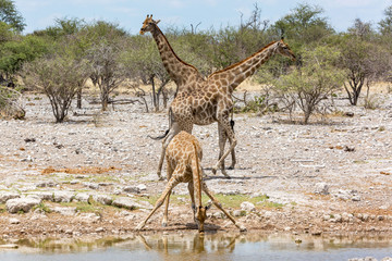 Three giraffes at a waterhole, one is drinking, Etosha, Namibia, Africa