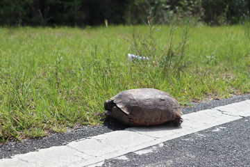 The turtle crosses the road. turtle tortoises on the rural road. Florida