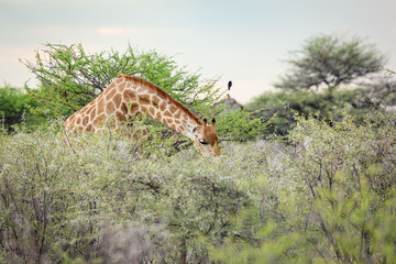 A giraffe leans its head to reach the leaves of a bush, Etosha, Namibia, Africa