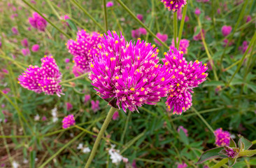 Pinkfarbiger Niedlicher Kugelamarant, Gomphrena pulchella, Castelnuovo, Italien, Europa