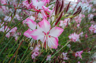 Obraz premium Blüte einer Prachtkerze (Gaura lindheimeri), Venezien, Veneto, Italien, Europa