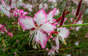 Blüte einer Prachtkerze (Gaura lindheimeri), Venezien, Veneto, Italien, Europa