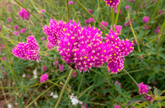 Pinkfarbiger Niedlicher Kugelamarant, Gomphrena pulchella, Castelnuovo, Italien, Europa