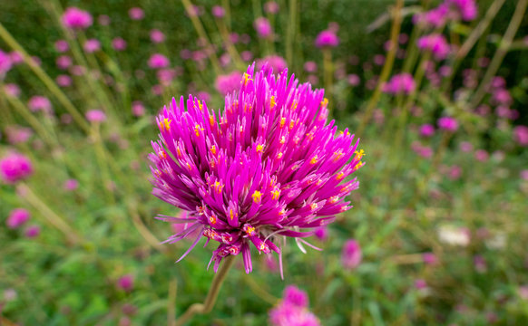 Pinkfarbiger Niedlicher Kugelamarant, Gomphrena pulchella, Castelnuovo, Italien, Europa