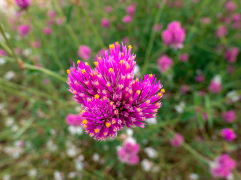 Pinkfarbiger Niedlicher Kugelamarant, Gomphrena pulchella, Castelnuovo, Italien, Europa