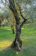Obraz premium Alter Olivenbaum (Olea europaea), Punta San Vigilio, Lake Garda, Veneto, Italy, Europe