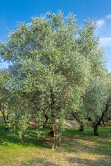 Fototapeta na wymiar Olivenbaum (Olea europaea), Punta San Vigilio, Lake Garda, Veneto, Italy, Europe