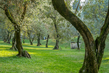 Alter Olivenbaum (Olea europaea), Punta San Vigilio, Lake Garda, Veneto, Italy, Europe