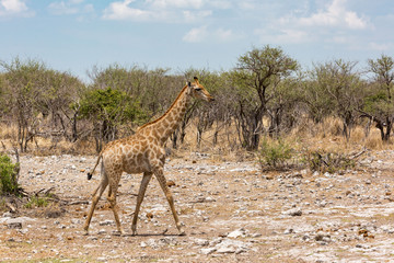 A giraffe walking through the steppe, Etosha, Namibia, Africa