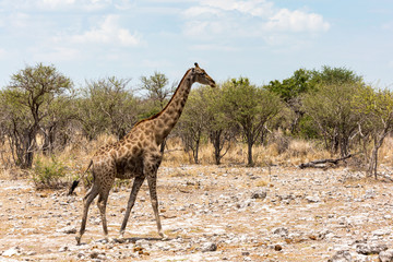 Old giraffe with dark fur walking through the steppe Etosha, Namibia, Africa
