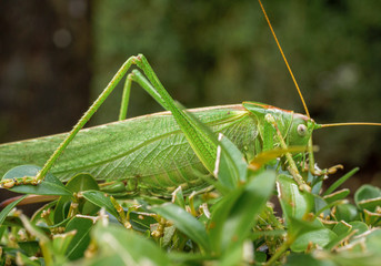 Grünes Heupferd, Großes Heupferd oder Großes Grünes Heupferd (Tettigonia viridissima), Weibchen