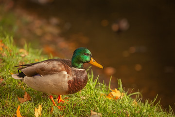 duck, drake on the grass on the shore, brightly colored neck in daylight