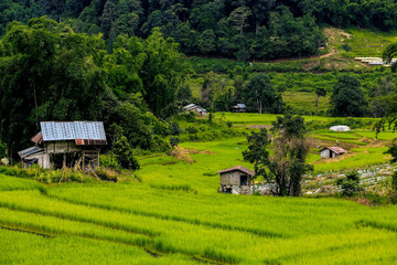 Obraz premium The hut in the fields At the village of Pa Pong Piang in the rainy season