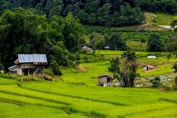 Fototapeta na wymiar The hut in the fields At the village of Pa Pong Piang in the rainy season
