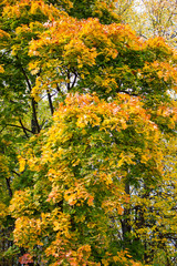 Red, green and yellow maple leaves in fall. Autumn is golden, October is the month