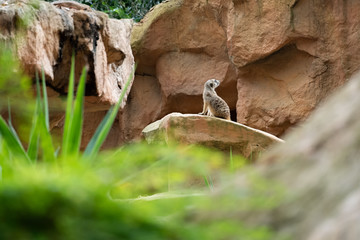 Meerkat's behavior