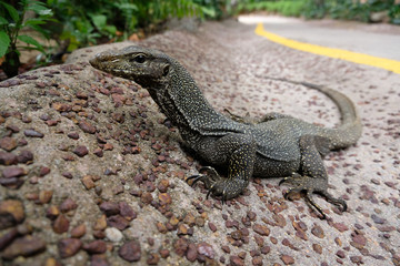 Bengal monitor
