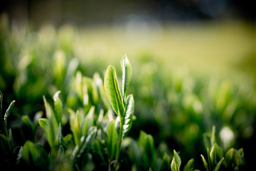 新茶の新芽