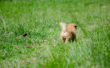 little puppy dog running on green grass, motion is happy time.