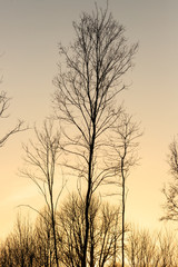 tramonto nel parco del Lura a Guanzate (Como)