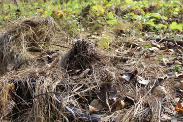  photo of an old bike. he's lying on the ground. transport overgrown with dry grass.this place is a swamp.the fall of the year.