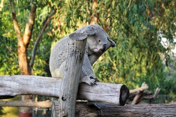 sculpture in the park, a koala in a zoo sits on a tree