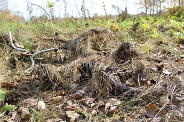 Naklejka na ściany i meble photo of an old bike. he's lying on the ground. transport overgrown with dry grass.this place is a swamp.the fall of the year.