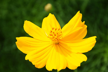 yellow flower on green background