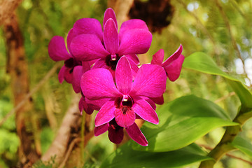 Purple orchids in the garden