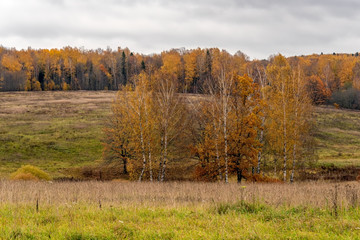 Fototapeta premium Autumn forest in cloudy weather